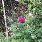 Knautia macedonicaFlower