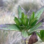 Baccharis prunifolia 叶