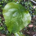 Smilax rotundifolia Leaf