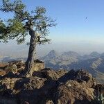 Pinus cembroides Habitus