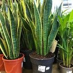 Dracaena trifasciata Fuelha