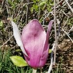 Magnolia liliiflora Цветок