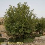 Fraxinus dimorpha Hábito