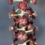 Veratrum nigrum 果実