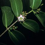 Mouriri guianensis Flower