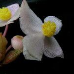 Begonia sikkimensis Хабит