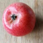 Malus domestica ᱡᱚ