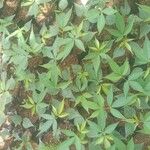 Manihot esculenta Leaf