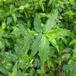 Arthraxon hispidus Hoja