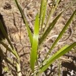 Vulpia ciliata Likasa