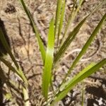 Festuca ambigua Leaf