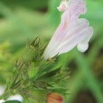 Clinopodium nepeta Květ