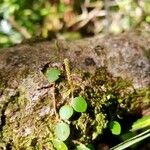 Peperomia tenuicaulis