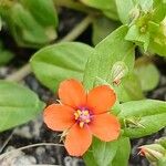 Lysimachia arvensis Blüte