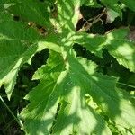 Heracleum maximum Leaf