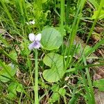 Viola palustrisFloare