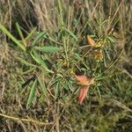 Crotalaria brevidens Flor