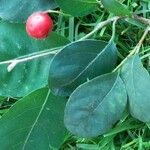 Cotoneaster multiflorus Levél