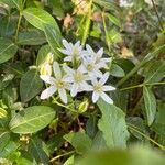 Ornithogalum gussonei Flor