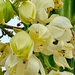 Hesperoyucca whipplei ᱵᱟᱦᱟ