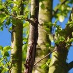 Prunus padus Bark