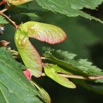 Acer glabrum फल