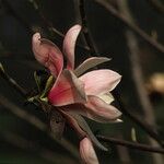 Magnolia sprengeri Flower