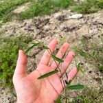 Alysicarpus ovalifolius Leaf