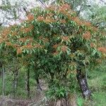 Miconia longifolia Hábito