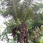 Raphia textilis Hábito
