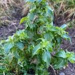 Mercurialis annua Habit