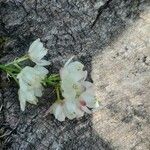 Staphylea pinnata Blüte