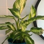 Dieffenbachia seguineFuelha