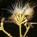 Inga oerstediana Fruit