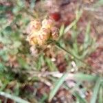 Sida linifolia Blüte