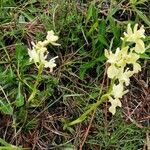 Orchis provincialis Flor