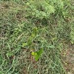 Boscia mossambicensisΦύλλο
