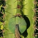 Echinopsis lageniformis Fruto