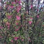 Ribes sanguineum Habit