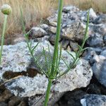 Cephalaria leucantha Kora