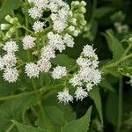 Ageratina aromatica Blüte