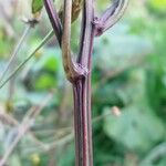 Bidens bipinnata 樹皮