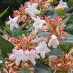 Abelia x grandifloraКвітка