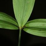 Mapania assimilis Leaf