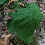 Solidago flexicaulis ഇല