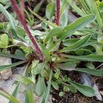 Erigeron uniflorus Frunză