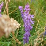 Vicia craccaFlower