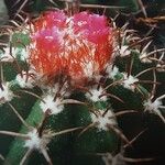 Melocactus matanzanus Kwiat