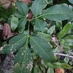 Paullinia cupana Leaf