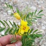 Chamaecrista fasciculata Λουλούδι